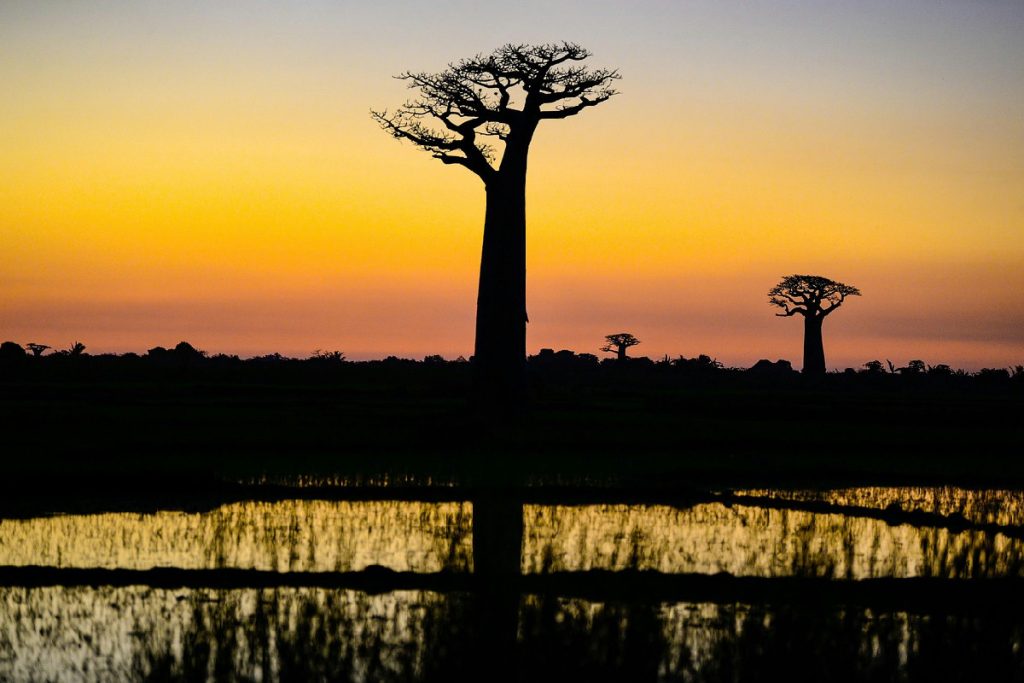 Madagascar, dove la natura domina: baobab, pinnacoli e avventure fuori dalle rotte comuni